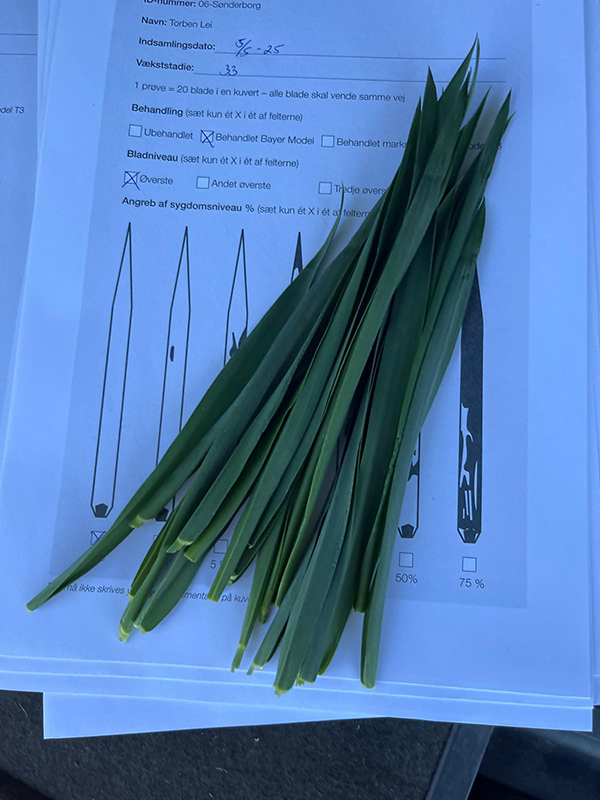 Hvedeblade der ligger henover en kuvert